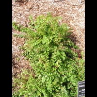 Petite pimprenelle, Sanguisorba minor subsp Polygama (fam Rosacees) (Europe centre et sud) (1)